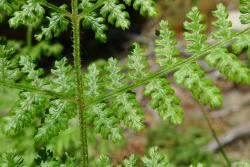 Hypolepis millefolium. Glistening, colourless non-glandular hairs on adaxial surface of rachis and primary costae.
 Image: L.R. Perrie © Leon Perrie 2013 CC BY-NC 3.0 NZ